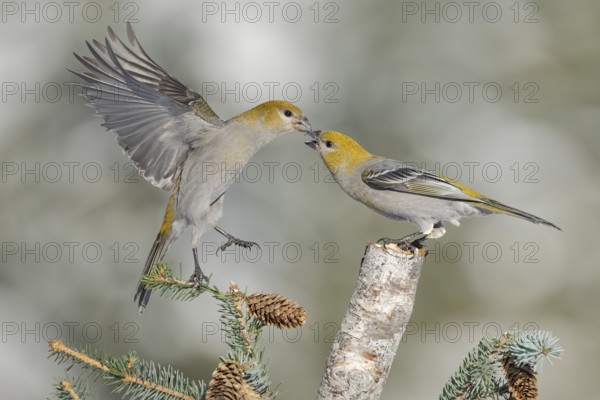 Pine Grosbeak (Pinicola enucleator) female, Alaska, USA