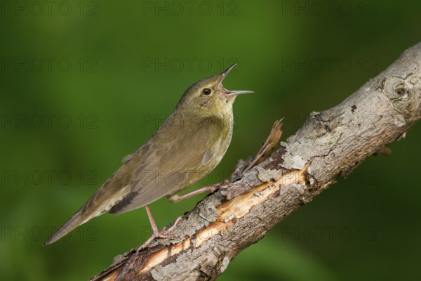 River Warbler (Locustella fluviatilis) singing, Hungary