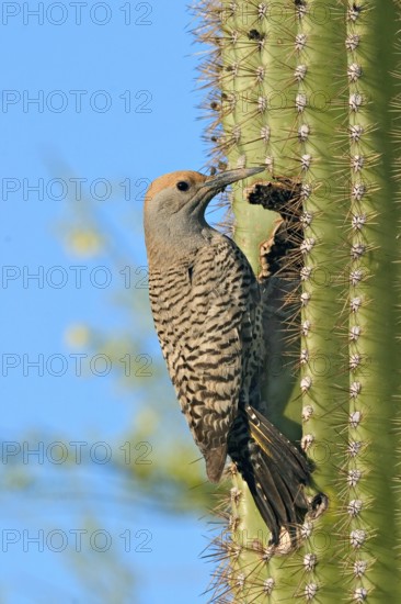 Gilded Flicker Colaptes auratus Tucson, Pima Co., ARIZONA, USA 26 April Adult Female Picidae