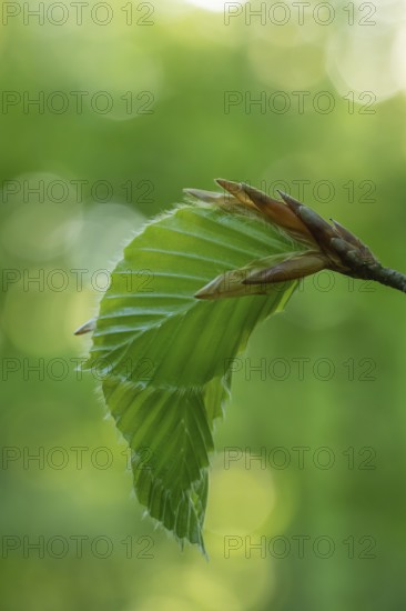 Delicate awakening - fresh beech leaves in the spring light. Beech leaves after new shoots in spring