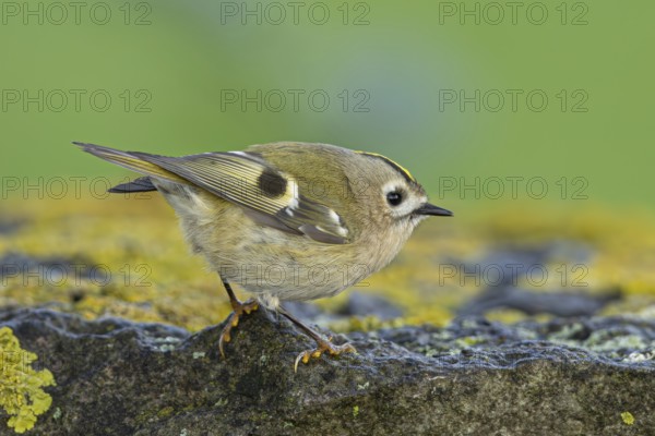 Goldcrest (Regulus regulus), Oeland, Sweden