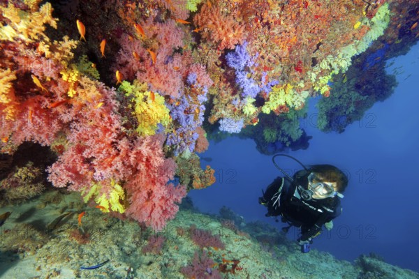 Underwater photo diver swimming through a lively colourful coral reef with many species of soft corals (Dendronephthya), Indian Ocean, Maldives