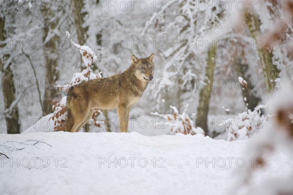 An attentive wolf in the snowy forest looks curiously, Winter, Wolf (Canis lupus), Germany
