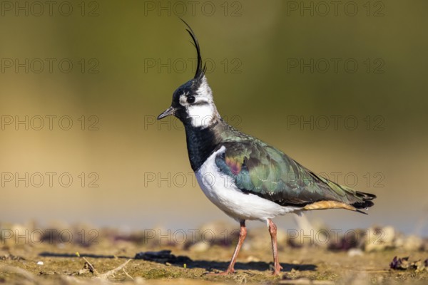 Northern Lapwing (Vanellus vanellus) male, North Rhine-Westphalia, Germany