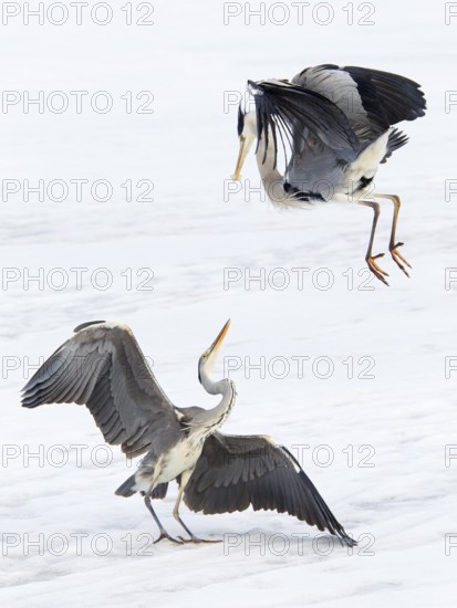 Grey Heron (Ardea cinerea) flying, Berlin, Germany
