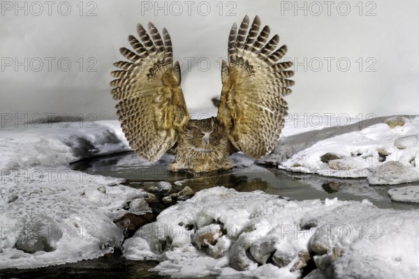Blakiston's fish owl, Bubo blakistoni, largest living species of owl, fish owl, a sub-group of eagle. Bird hunting in cold water. Wildlife scene, winter Hokkaido, Japan. River bird with open wings