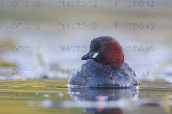 Little Grebe (Tachybaptus ruficollis), North Rhine-Westphalia, Germany