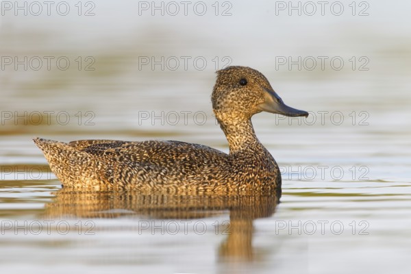 Freckled Duck (Stictonetta naevosa) female, Victoria, Australia