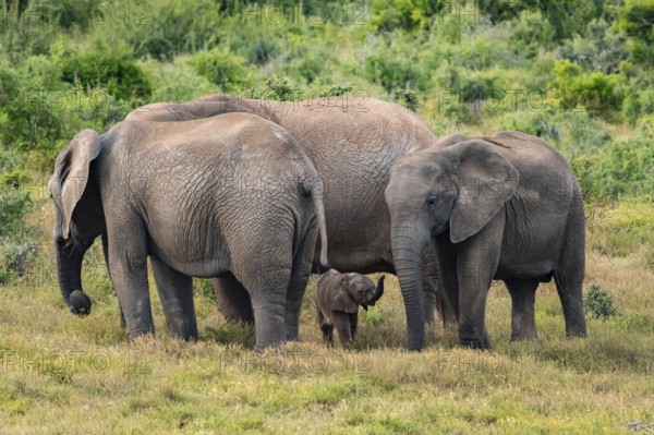 Herd of elephants with baby, African elephant (Loxodonta africana), Addo Elephant National Park, Eastern Cape, South Africa