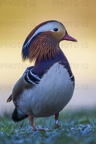 Mandarin Duck (Aix galericulata) male, Saxony-Anhalt, Germany