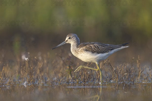 Common Greenshank (Tringa nebularia) foraging, North Rhine-Westphalia, Germany