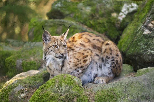 Eurasian lynx (Lynx lynx) lying on a rock in a forest, Bavaria, Germany