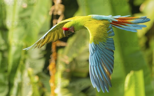 Großen Soldatenara oder Bechsteinara (Ara ambiguus)