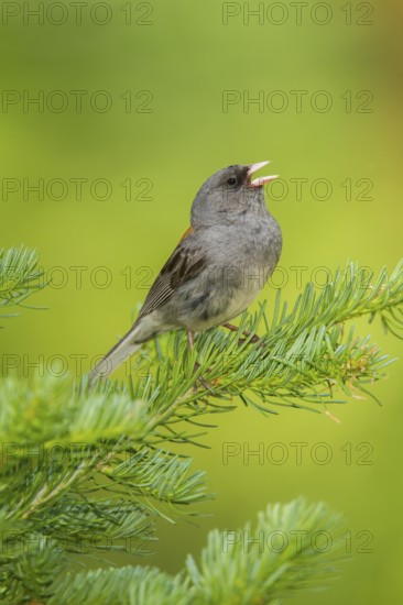 Dark-eyed Junco Junco hyemalis east of Beaver, Utah, United States 4 July Adult singing. Emberizidae Grey-headed race