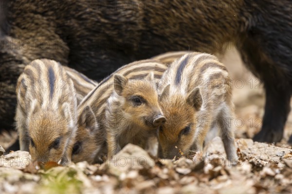 Wild boar (Sus scrofa) piglets standing in a forest, Bavaria, Germany