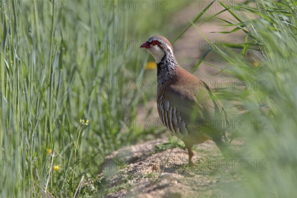 Red-legged Partridge (Alectoris rufa), Castile-La Mancha, Spain