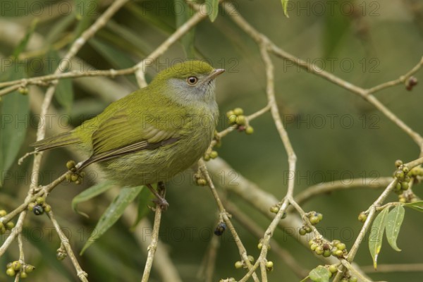 Pin-tailed Manakin (Ilicura militaris) perched on a branch in the Atlantic Rainforest Region of Brazil