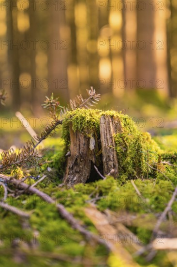 Moss-covered tree stump in the forest illuminated by sunlight, Calw, Black Forest, Germany