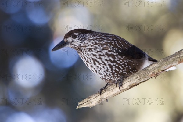 Spotted Nutcracker (Nucifraga caryocatactes), Grisons, Switzerland