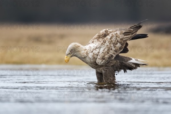 White-tailed Eagle (Haliaeetus albicilla), Poland