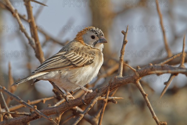 Schuppenkopfweber (Sporopipes frontalis) perched on a branch, Masai Mara, Kenya