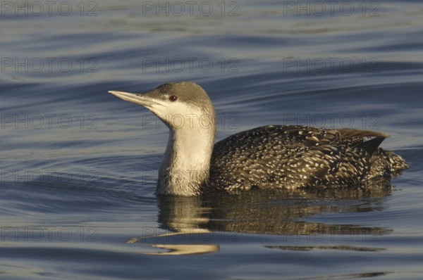 Red-throated Loon (Gavia stellata), California, USA