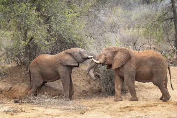 African elephant (Loxodonta africana) two males fighting, South Africa