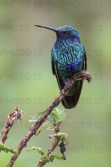 Sparkling Violet-ear (Colibri coruscans) perched on a branch in Manu National Park, Peru