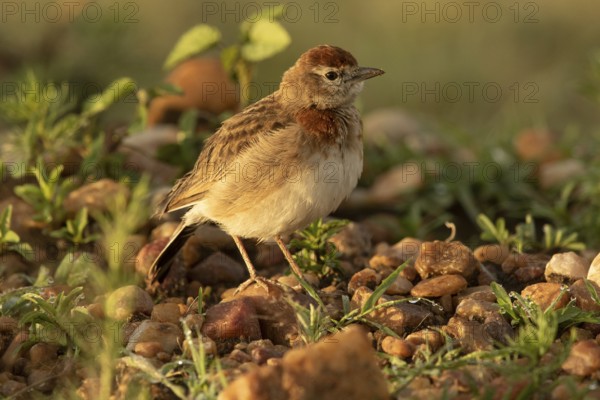 Red-capped Lark (Calandrella cinerea), Masai Mara, Kenya
