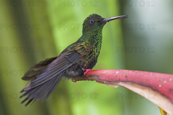 Bronze-tailed Plumeleteer (Chalybura urochrysia), Costa Rica