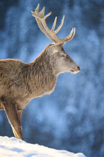Red deer (Cervus elaphus) stag, portrait, in the mountains in tirol, snow, Kitzbühel, Wildpark Aurach, Austria
