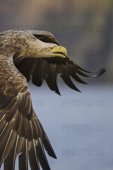 White-tailed Eagle (Haliaeetus albicilla) flying, Nord-Trondelag, Norway