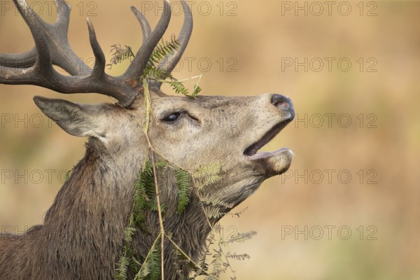Red deer (Cervus elaphus) adult male stag mammal roaring during the rutting season in autumn, England, United Kingdom
