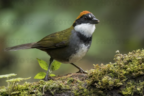 Chestnut-capped Brush-Finch (Arremon brunneinucha) perched on a branch in Colombia, South America