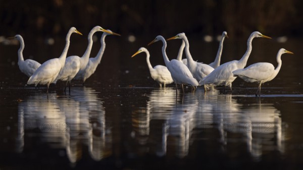 Great Egret (Ardea alba) group, Saxony-Anhalt, Germany