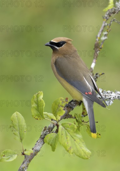 Cedar Waxwing (Bombycilla cedrorum), British Columbia, Canada