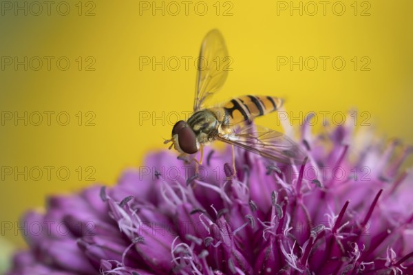 Common hoverfly (Eupeodes corollae) adult insect feeding on a garden purple Allium flower in summer, England, United Kingdom