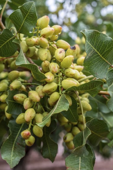 Alamogordo, New Mexico, Pistachios growing at Eagle Ranch, which sells the nuts under the Heart of the Desert brand