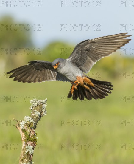 Red-Footed Falcon (Falco vespertinus), adult male landing on a branch, Galicia, Spain