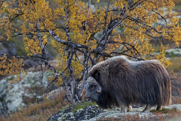 Musk ox bull (Ovibos moschatus) in autumnal tundra landscape, autumn, Ruska, autumn colours, Norway