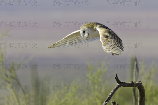 Western Barn Owl (Tyto alba) taking flight, Arizona, USA