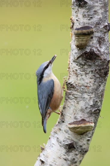Eurasian Nuthatch (Sitta europaea), Berlin, Germany