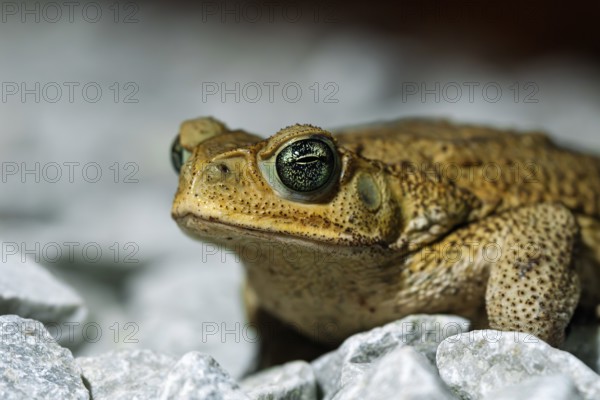 Detailed portrait of a Cane Toad, Rhinella marina, featuring its textured skin and vibrant eyes, perched on a bed of gray rocks