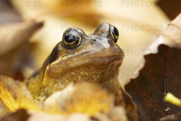 Common frog (Rana temporaria) adult amphibian on fallen autumn leaves in a garden, England, United Kingdom