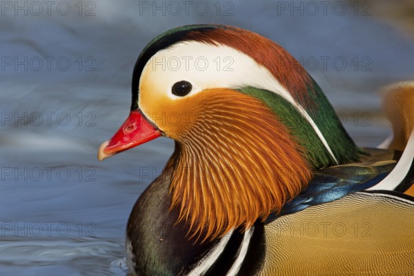 Mandarin duck, (Aix galericulata), animals, birds, duck birds, male, drake, forest park, Mannheim, Baden-Württemberg, Federal Republic of Germany