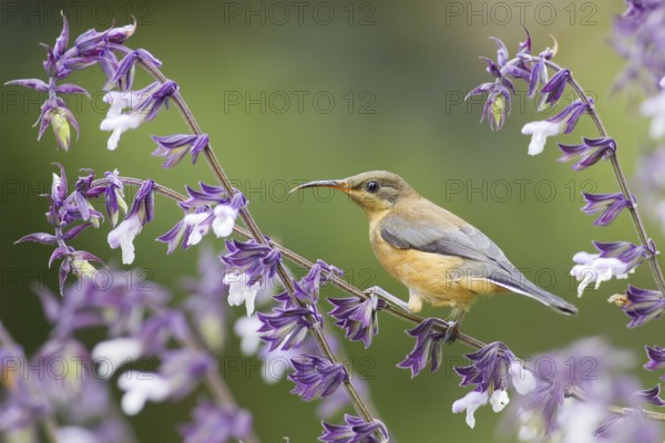 Eastern Spinebill (Acanthorhynchus tenuirostris) juvenile, Victoria, Australia