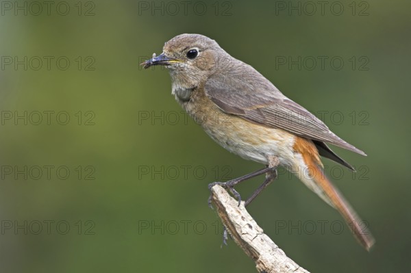 Common Redstart (Phoenicurus phoenicurus) female, Baden-Wuerttemberg, Germany
