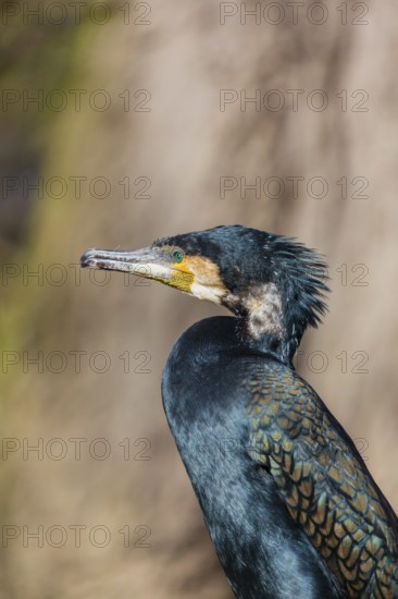 Great cormorant, Phalacrocorax carbo, sits on a branch