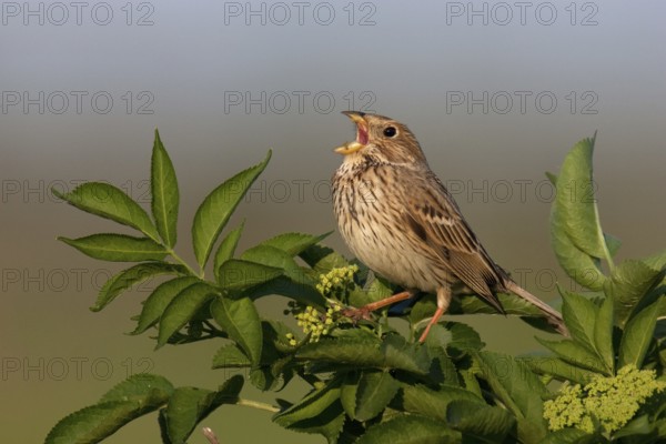 Corn Bunting (Emberiza calandra) singing, Lake Neusiedl, Austria