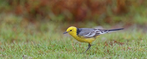 Citrine wagtail, (Motacilla citreola), foraging in a biotope, Middle East, Oman, songbird, family of stilts and pipits, Raysut, Salalah, Dhofar, Oman